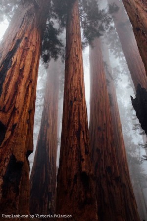 zero point, source, essence, energy, redwoods, trees, sequoia